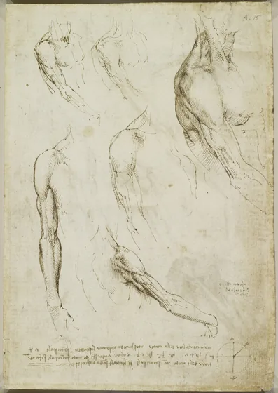 Études des muscles du cou, de l'épaule et du bras