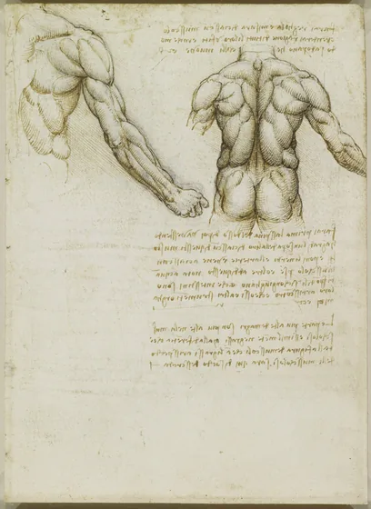 Études des muscles du dos et des bras d'un homme
