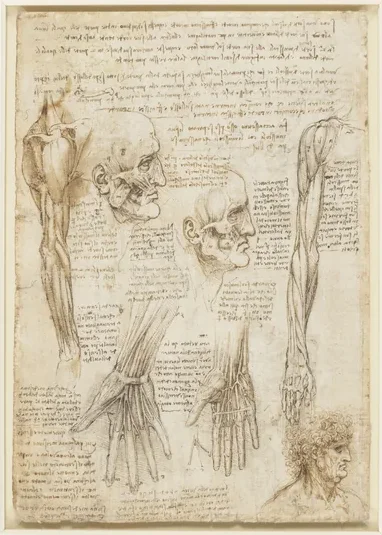 Études des muscles du bras, de la main et du visage