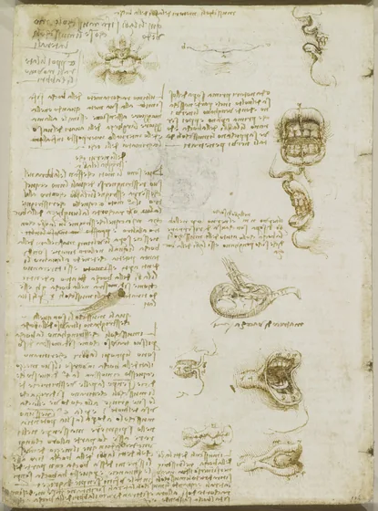 Études des muscles des lèvres