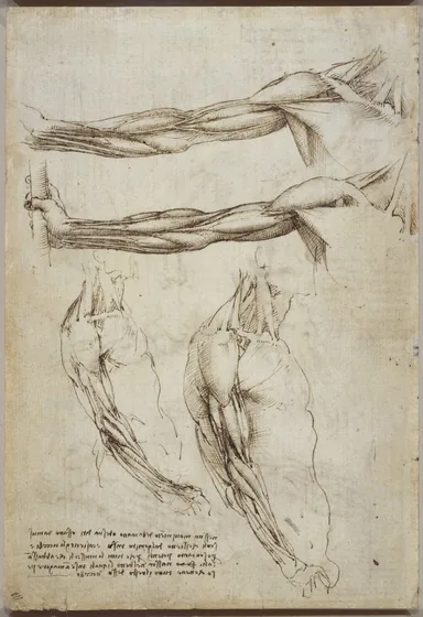 Études des muscles du cou, de l'épaule et du bras