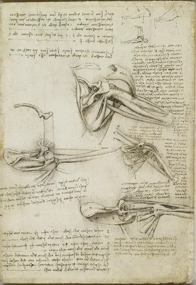 Studies of the Muscles of the Shoulder and of the Movement of the Foot and Shoulder Joints