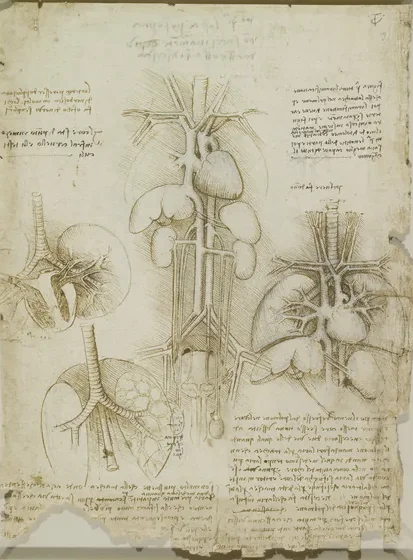 Studies of the Organs of the Abdomen and Chest