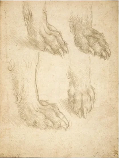 Studies of the Paw of a Dog or Wolf (recto)