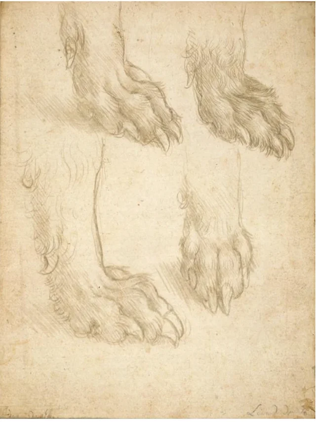 犬または狼の足の習作（表）