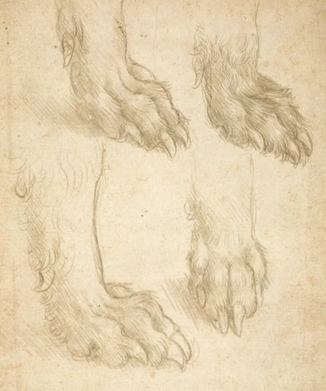 Estudios de la pata de un perro o de un lobo (recto), Leonardo da Vinci