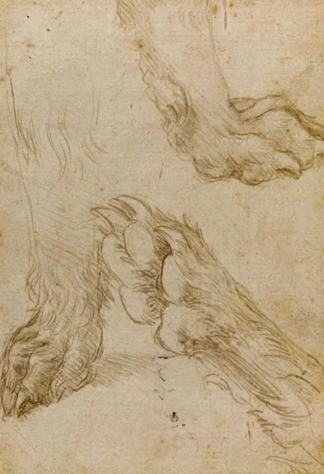 Estudios de la pata de un perro o de un lobo (verso)