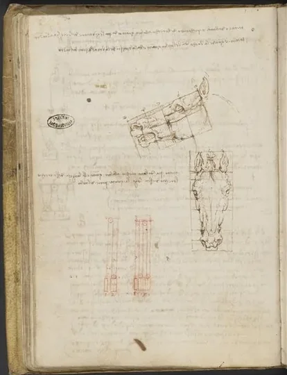 Études des proportions d'une tête de cheval