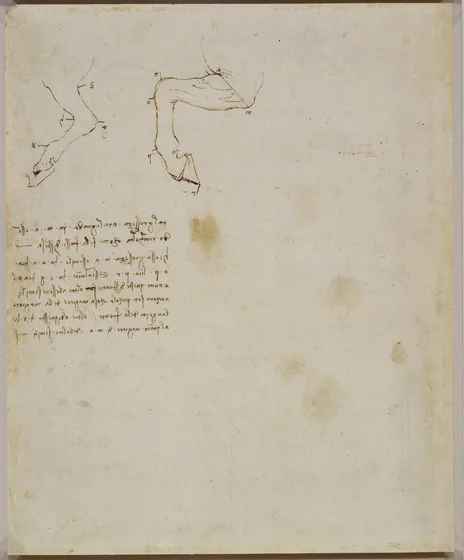 Studies of the Proportions of a Horse's Leg