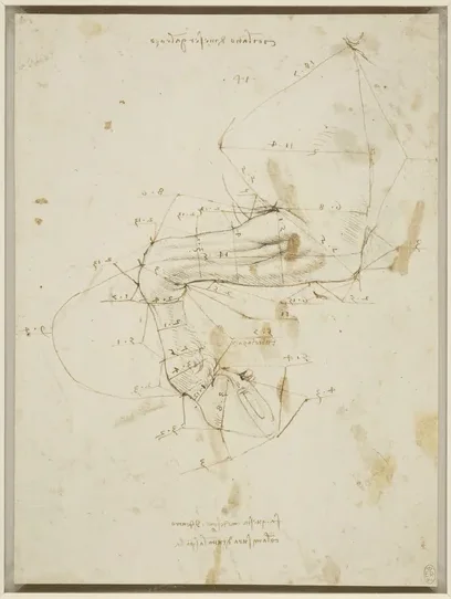 Études des proportions de la jambe d'un cheval
