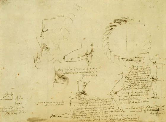 Études des proportions du visage, de la jambe et du bras