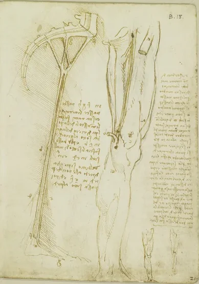 Studies of the Sciatic Nerve and the Femoral Nerve of the Upper Leg