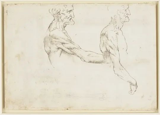 Studies of the Superficial Anatomy of the Shoulder and Arm
