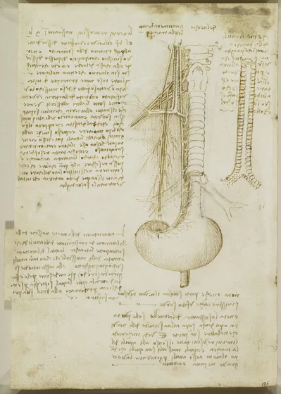 Études de la trachée, de l'œsophage, du larynx et de l'estomac