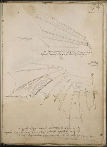 Studies of Wing Articulation