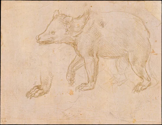 Étude d'un ours