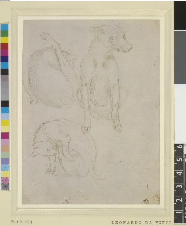 犬と猫の習作