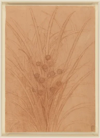 Study of a fruiting bur reed (Sparganium erectum)
