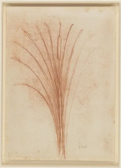 Étude d'une massette à larges feuilles avec son épi fructifère (Typha latifolia)