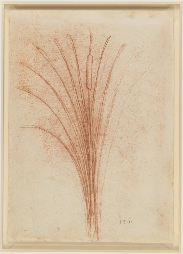 実の穂をつけたガマ（Typha latifolia）の習作