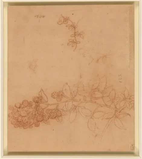 Étude d'un rameau de ronce (Rubus fruticosus), surmonté d'une tige de lotier (Lotus spec.)