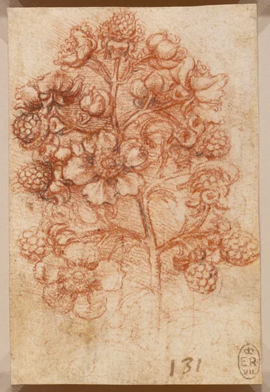 Étude d'une branche de ronce (Rubus fruticosus)