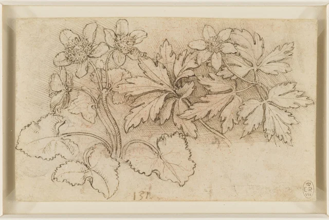 リュウキンカ（Caltha palustris）とヤブイチゲ（Anemone nemorosa）の習作