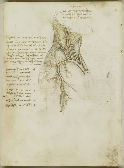 Study of the Arteries and Veins of the Head, Neck, Chest and Arm