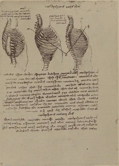 Study of the Intercostal Muscles and other Respiratory Muscles