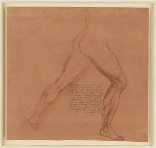 Study of the Muscles of the Legs in Action