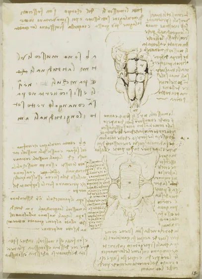 Étude des muscles de la paroi abdominale