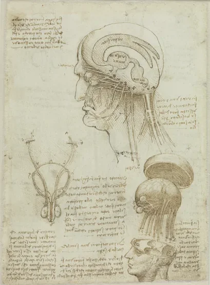 Study of the Physiology of the Brain