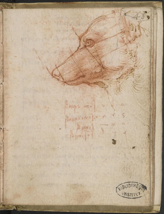 Study of the Proportions of a Dog's Head, Leonardo da Vinci