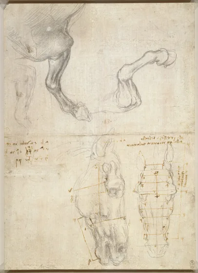 Étude des proportions d'une tête de cheval