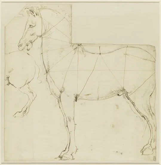 Étude des proportions d'un cheval