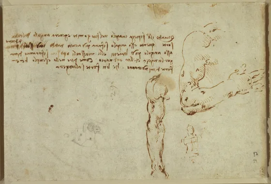 Étude des proportions du bras
