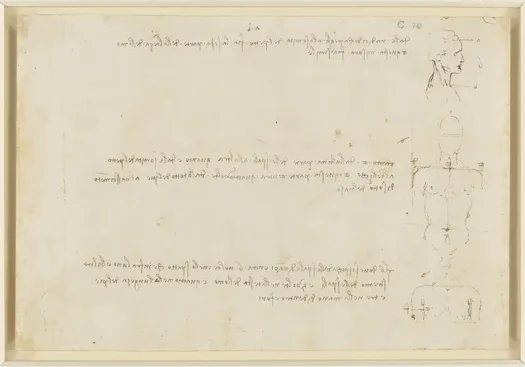 Study of the Proportions of the Head and Upper Body