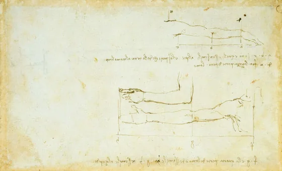Study of the Proportions of the Length of the Arm