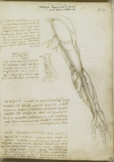 Study of the Veins of the Left Arm