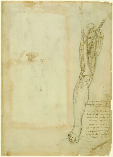 The Blood Supply to the Upper Leg