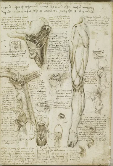 The 'Instruments' of Breathtaking, Swallowing and Speaking (Uvula, Pharynx, Tongue with Trachea, Larynx and Oesophagus)