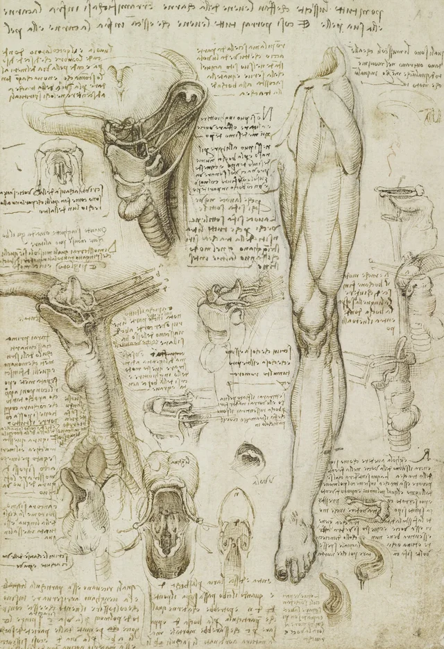 Los «instrumentos» de la respiración, la deglución y el habla (úvula, faringe, lengua con tráquea, laringe y esófago), Leonardo da Vinci