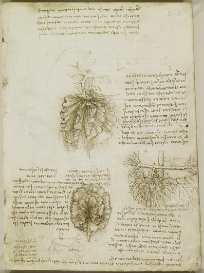 The Mesentery of the Bowel and its Blood Supply