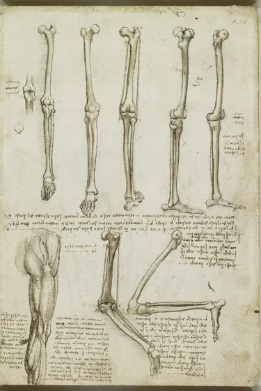 The Skeletal Structure of the Lower Limbs and the Movement of the Foot and Knee Joints