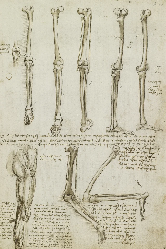 La estructura ósea de los miembros inferiores y el movimiento de las articulaciones del pie y de la rodilla