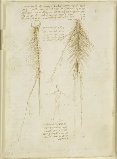 The 'Tree of All the Nerves'