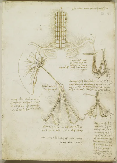 Artère ombilicale chez le fœtus d'un veau (en haut à droite), un enfant (en bas à droite) et un vieil homme (au centre)