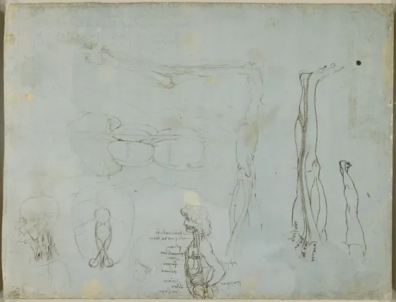 Études anatomiques diverses avec le dessin d'une figure humaine où sont indiqués tous les organes vitaux