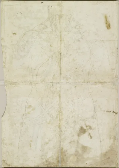 View of the Organs of the Chest and Abdomen and of the Vascular System of a Woman