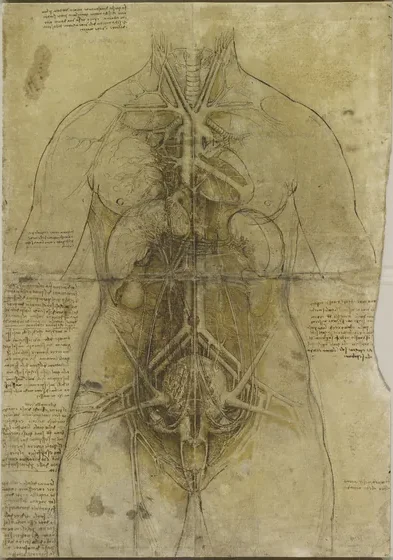 Vue des organes du thorax et de l'abdomen et du système vasculaire d'une femme